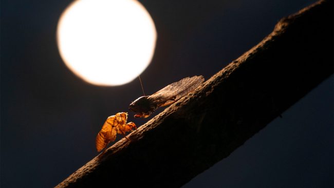 Elogio a la sombra – Soni Rojas